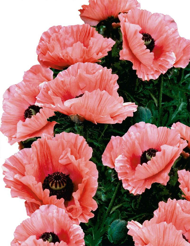 Papaver orientale 'Aglaya'
